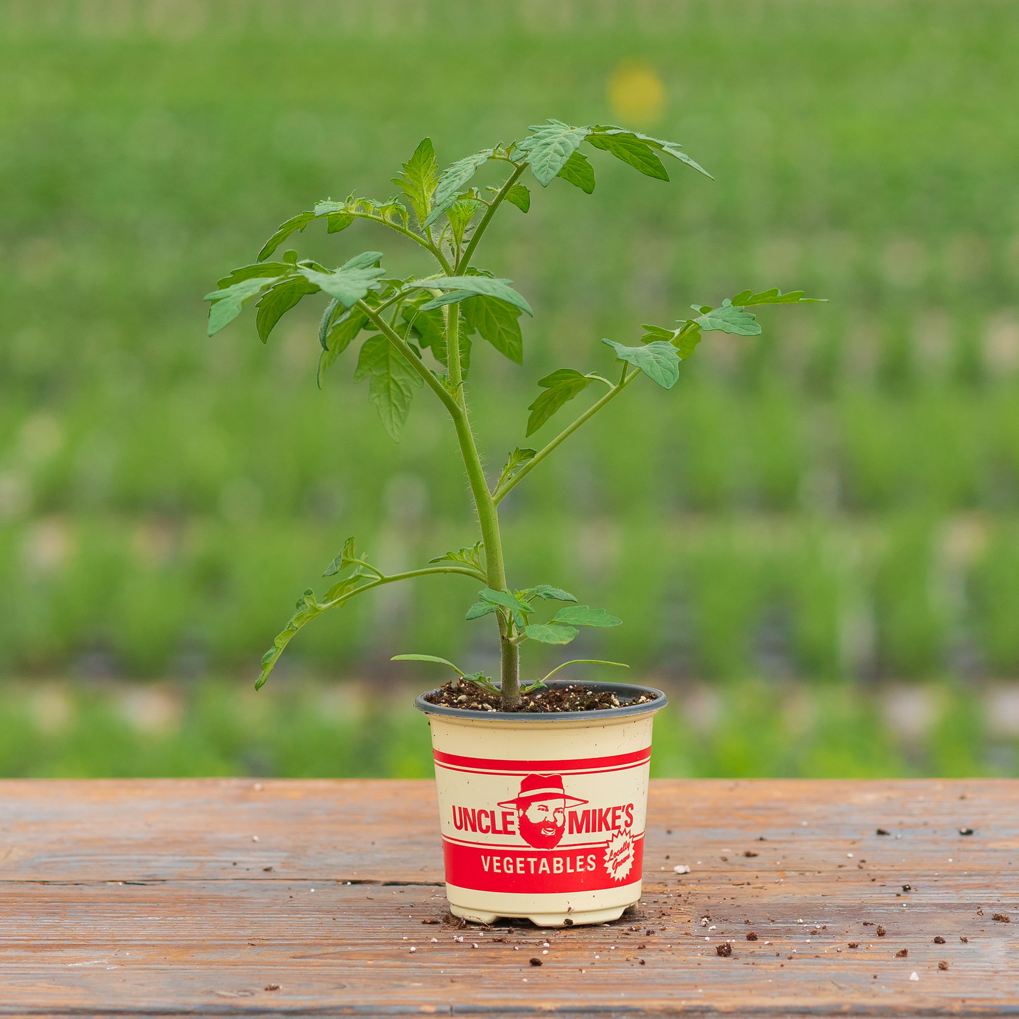 Tomato – Sun Gold – 4″ Pot
